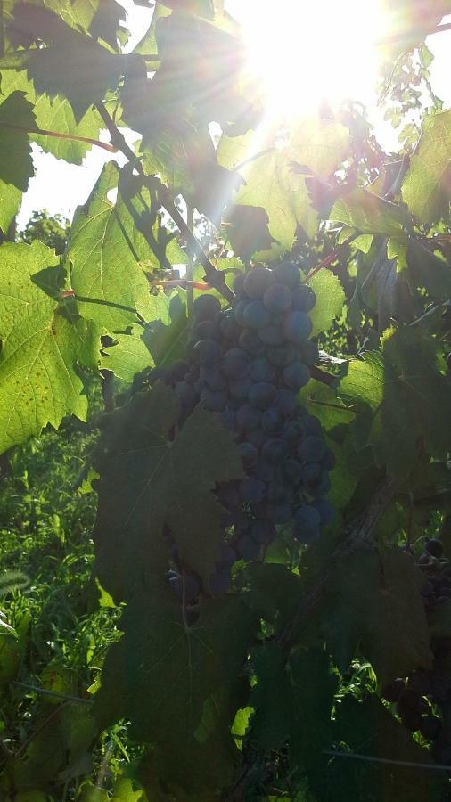 Agriturismo Le Giarine Fogliano Redipúglia Eksteriør billede